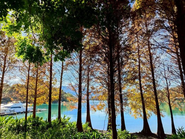 🌈12/21(日)落雨松紅了~日月潭環湖精華段✨FB：熊熊趴爬走🌈2967382