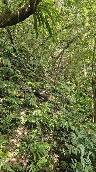 20250715玉田古道-八斗坑內古道2837732