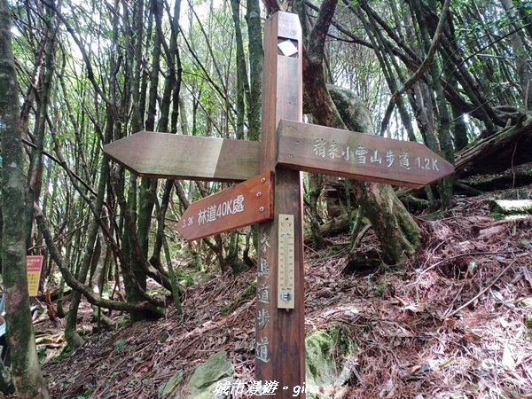 【台中和平】蟲鳴鳥叫迴盪在林間。大雪山國家森林遊樂區-稍來小雪山國家步道2580687