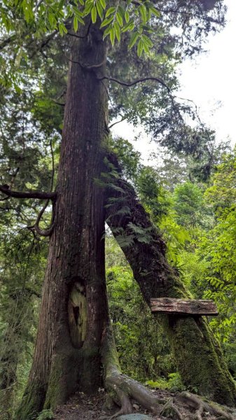 鎮西堡巨木步道群 (B區)2861204