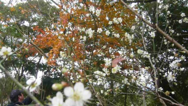 「角板尋梅」為桃園八景之一～角板山公園1238888