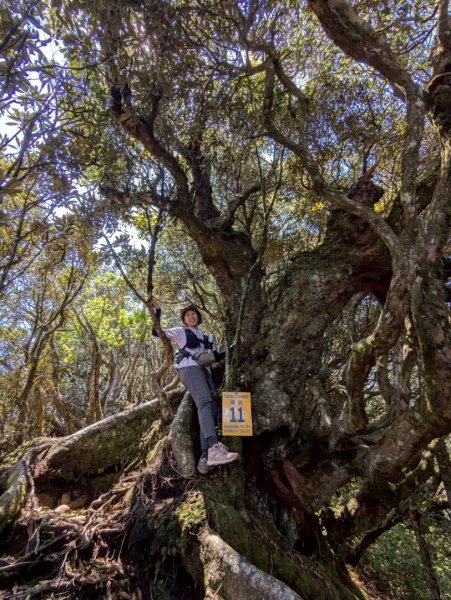 加里山（大坪登山口-杜鵑嶺-避難小屋）2767752
