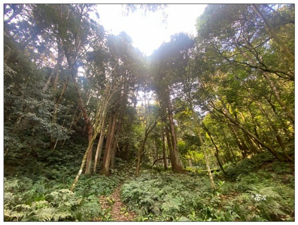 加里山前山隘勇線、騰龍山、橫龍山 連走3027644