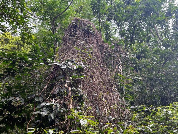 鯉魚山步道群2728318