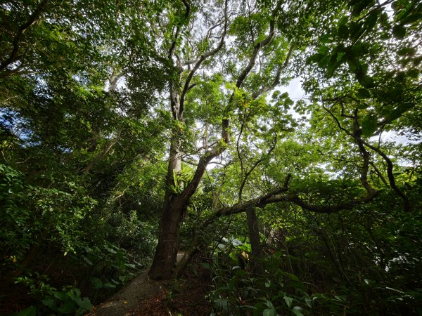 [淡蘭古道] 2026_0523 南路第一段_福州山步道3069338