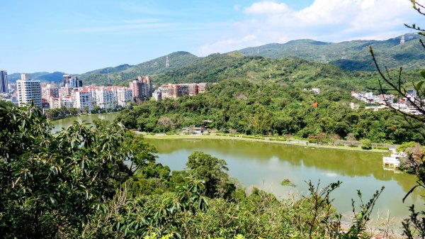 《蝶戀花。酸藤一生》2723353