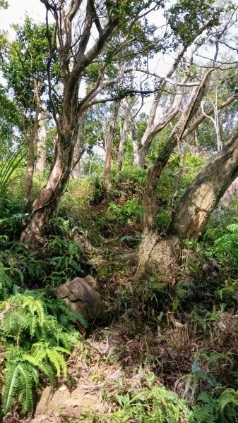 坪林區金瓜寮土地公-火炎山東峰-火炎山-火炎山南峰-金瓜寮土地公O型3138293
