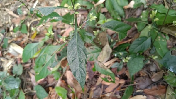 內樹尾、田中**山2708939