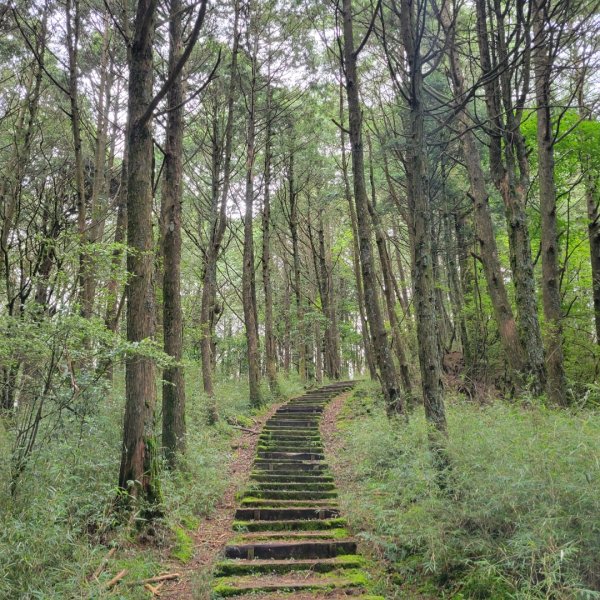 阿里山國家森林遊樂區2549520