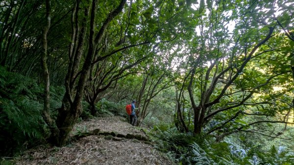 114.06.28內平林山-番子坑山-平湖森林遊樂區之O型2824279