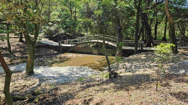 20250429蛇子形古道稜線段-八分寮古道-三角尖山-尪仔上天山-八分寮頂山2773582