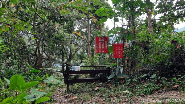 《台中》觀九九峰｜霧峰青桐林生態步道群202511092932235