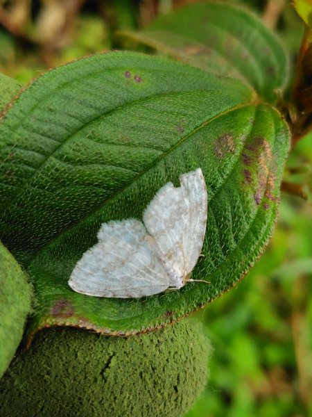 渭水之丘 烘爐地山 抹茶山 三角崙山2938728