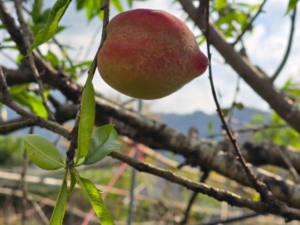 谷關七熊馬崙山2748820