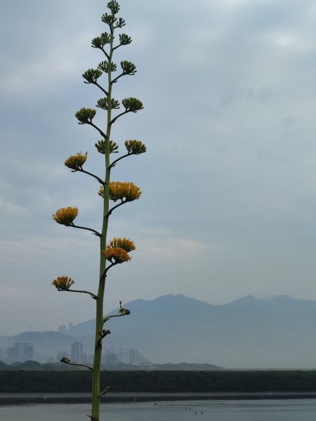 2024年臺北大縱走第八段：捷運動物園站至捷運關渡站2471075