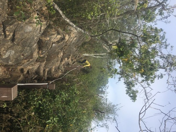 龍麟山步道（王爺崙2703655