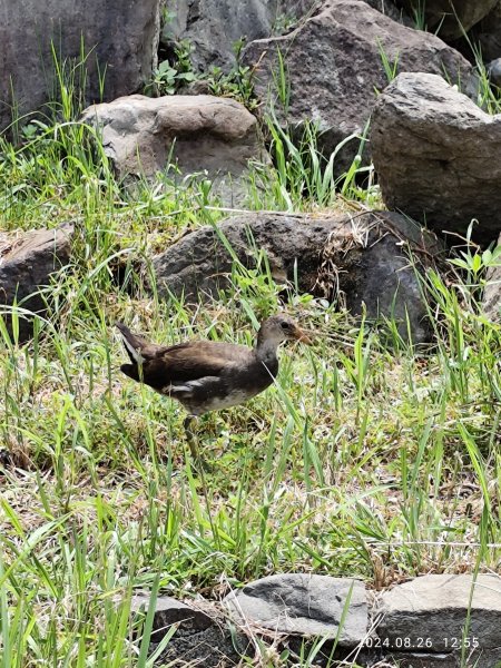 大安森林公園、大港墘公園【走路趣尋寶】【臺北健走趣】2581483