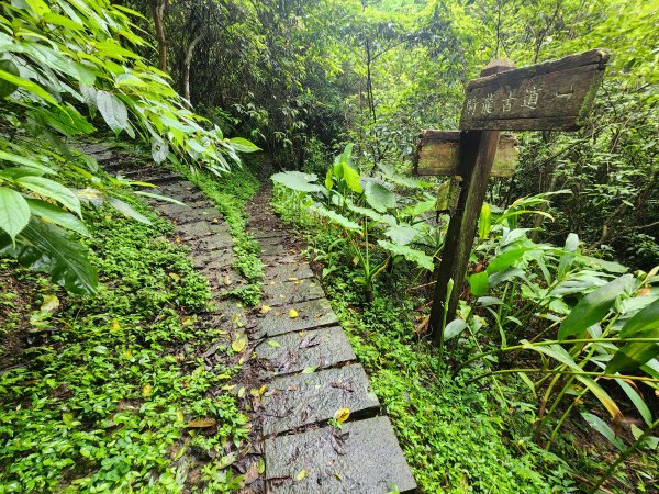 20250427大山背山田寮山毬子山騎龍山2933678