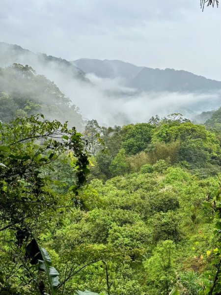 卡保石壁一葉蘭（耘夢谷上逐鹿山下O走）2809527
