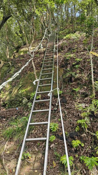 20250503藍鵲峰-平溪子山-畝畝山-青林山2777584