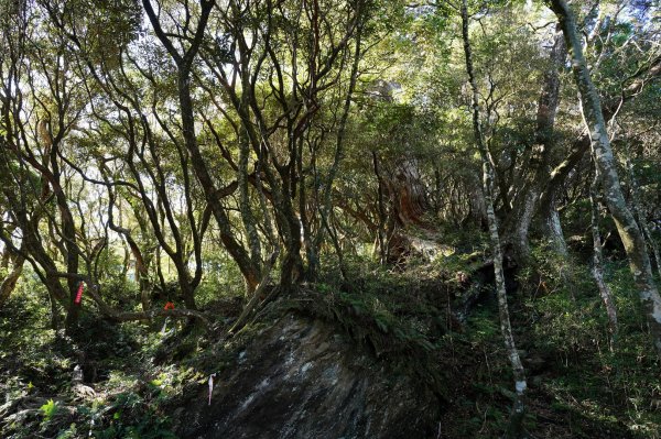 桃園 復興 上宇內山、南插天山2339577