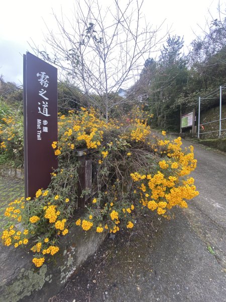 20250119頂石棹步道群2716368