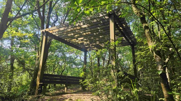 20250523千階嶺步道-平湖東西步道-乾坑古道2796205