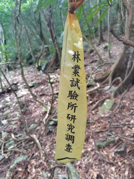 多納六秀 京大山2957605