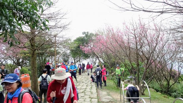 大尖山,四分尾山,勤進路1630938