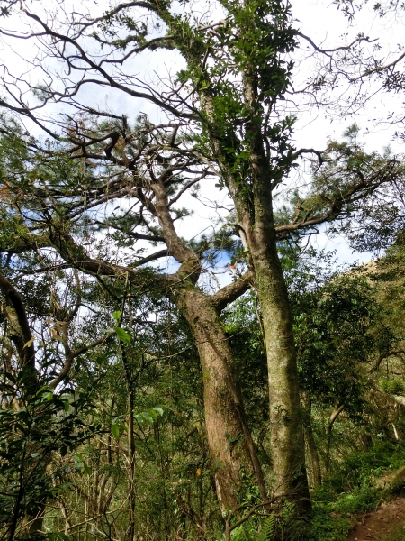 大屯山西峰．南峰．大屯坪94830