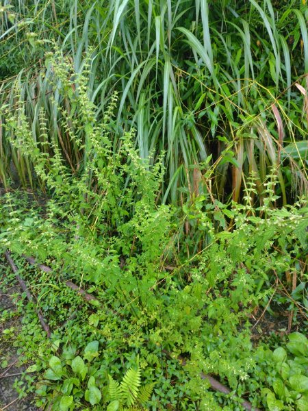 再訪雙林山、杜仔湖步道、雙子山2817930