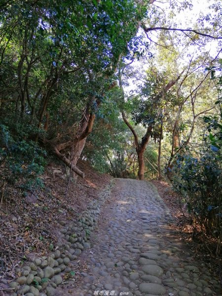 懷舊之旅~百年古井緬梔老樹~瑞井登山步道1296243