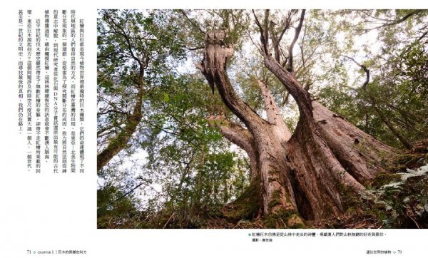 【書摘】《通往世界的植物：臺灣高山植物的時空旅史》－東亞巨木哪裡來？
