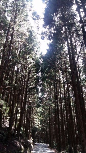 檜山巨木森林步道196413