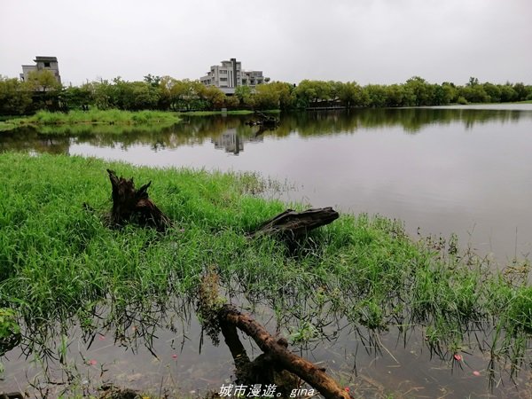 【宜蘭。羅東】漫遊在城市裡的蒼鬱綠林。 羅東林業文化園區步道1507972