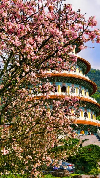 #綠繡眼 訪花 #吉野櫻 #天元宮 #楓樹湖 03162736748