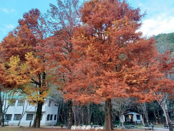 【南投仁愛】光影下的森林療育。 奧萬大國家森林遊樂區步道群2973068