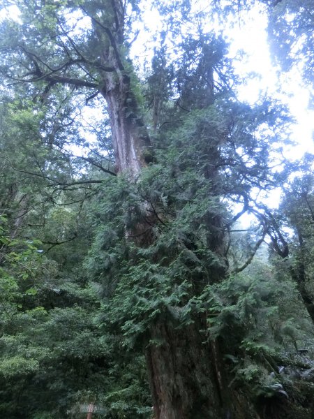 拉拉山神木群．巴陵古道620793