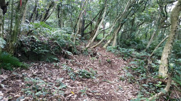 ✅糞箕湖古道回修擴徑.糞箕谷/串接完成 (溝渠遺址出土.糞箕湖雙線谷道貫通.全段新徑開通)2579823