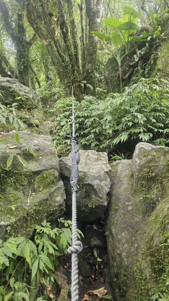 20250621叢雲山-740峰O型2821837