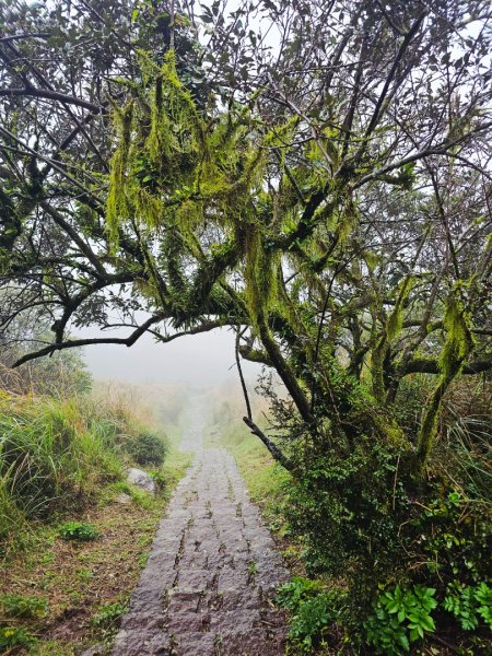 2025臺北大縱走第二段：二子坪至小油坑2973505