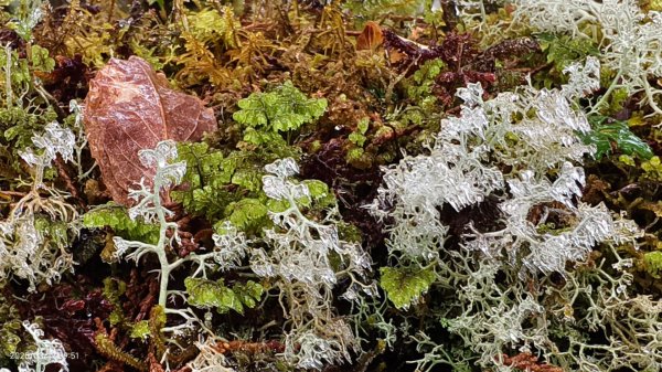 #望洋山 #太平山觀雲步道 #霧淞 #雲海 #帝雉 3/172737665