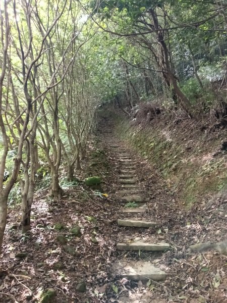 貢寮區大嶺古道+大石壁坑山+龍字碑+五酒桶山+龍崗山2948285