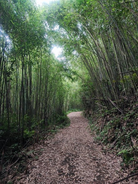 金面山/白石山-小百岳#21-桃園市大溪區2247889