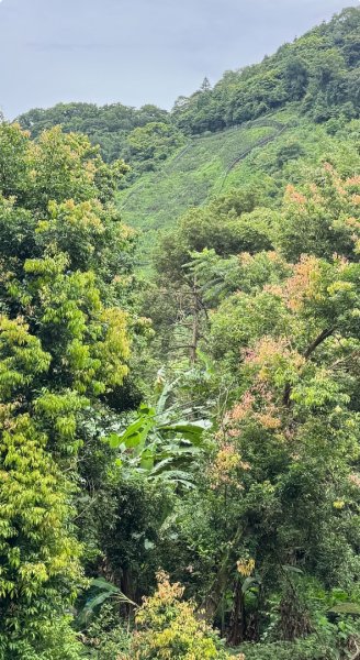 大雪山林道橫流溪 出雲山 分桂林山2843788