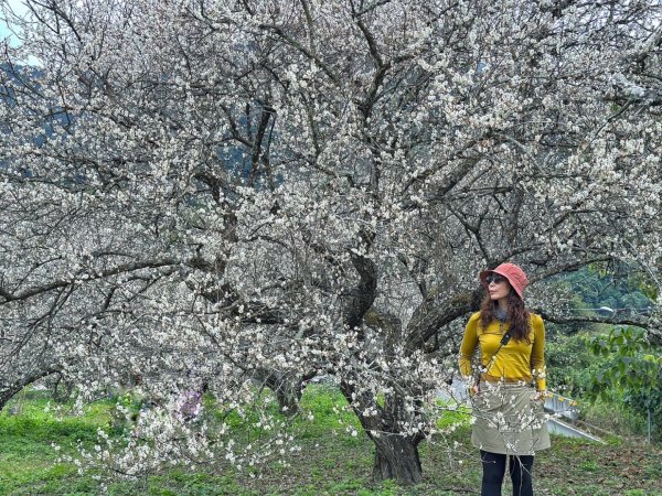 北港溪大峽谷 惠蓀林場2693044