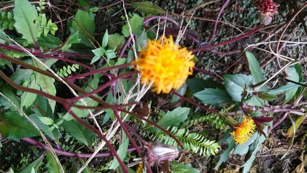 璀璨百年淡蘭古道～崩山坑古道、溪尾寮山、保城坑古道、虎豹潭步道O走1313535