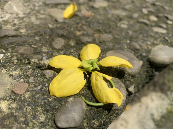 20240608高雄北旗尾南山-北旗尾山-旗尾山2523590