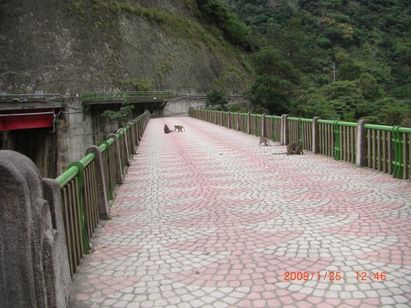 雙流國家森林步道,台東利吉惡地（利吉月世界）,花蓮鯉魚潭&羅山瀑布200901241954841