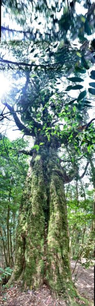 2021.03.14 「水社大山 」1307261